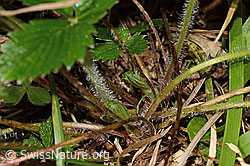 Wald-Erdbeere (Fragaria vesca) (C313322) Wald-Erdbeere (Fragaria vesca) (C313322)