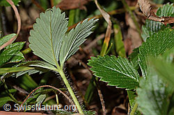 Wald-Erdbeere (Fragaria vesca) (C313323) Wald-Erdbeere (Fragaria vesca) (C313323)