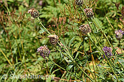 Alpen-Flockenblume (Centaurea scabiosa ssp. alpestris) (C313342) Alpen-Flockenblume (Centaurea scabiosa ssp. alpestris) (C313342)