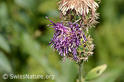 Alpen-Flockenblume (Centaurea scabiosa ssp. alpestris) (C313343) Alpen-Flockenblume (Centaurea scabiosa ssp. alpestris) (C313343)