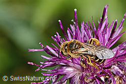 Alpen-Flockenblume (Centaurea scabiosa ssp. alpestris)