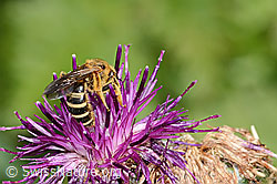 Rotbeinige Furchenbiene (Halictus rubicundus) auf Alpen-Flockenblume (Centaurea scabiosa ssp. alpestris) (C313352) Rotbeinige Furchenbiene (Halictus rubicundus) auf Alpen-Flockenblume (Centaurea scabiosa ssp. alpestris) (C313352)