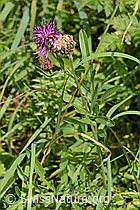 Alpen-Flockenblume (Centaurea scabiosa ssp. alpestris) (C313358) Alpen-Flockenblume (Centaurea scabiosa ssp. alpestris) (C313358)