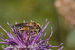 Rotbeinige Furchenbiene (Halictus rubicundus) auf Alpen-Flockenblume (Centaurea scabiosa ssp. alpestris) (C313446) Rotbeinige Furchenbiene (Halictus rubicundus) auf Alpen-Flockenblume (Centaurea scabiosa ssp. alpestris) (C313446)