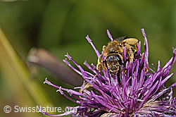Rotbeinige Furchenbiene (Halictus rubicundus) auf Alpen-Flockenblume (Centaurea scabiosa ssp. alpestris) (C313449) Rotbeinige Furchenbiene (Halictus rubicundus) auf Alpen-Flockenblume (Centaurea scabiosa ssp. alpestris) (C313449)
