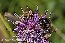Rotbeinige Furchenbiene (Halictus rubicundus) und Distelhummel (Bombus soroeensis) auf Alpen-Flockenblume (Centaurea scabiosa ssp. alpestris) (C313450) Rotbeinige Furchenbiene (Halictus rubicundus) und Distelhummel (Bombus soroeensis) auf Alpen-Flockenblume (Centaurea scabiosa ssp. alpestris) (C313450)