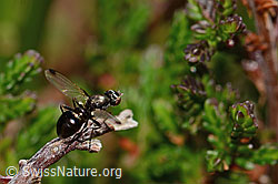 Sepsis cynipsea (Schwingfliege) (C318451) Sepsis cynipsea (Schwingfliege) (C318451)