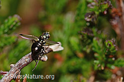 Sepsis cynipsea (Schwingfliege) (C318453) Sepsis cynipsea (Schwingfliege) (C318453)