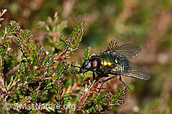 Foto: Neomyia cornicina (Fliege)