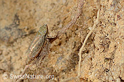 C318484: Bunte Graszirpe (Errastunus ocellaris)