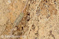 C318488: Bunte Graszirpe (Errastunus ocellaris)