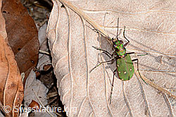 C318578: Feld-Sandlaufkäfer (Cicindela campestris)