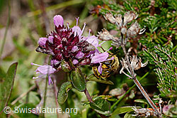 Rotbeinige Furchenbiene (Halictus rubicundus) an Arznei-Thymian (Thymus pulegioides) (C318582) Rotbeinige Furchenbiene (Halictus rubicundus) an Arznei-Thymian (Thymus pulegioides) (C318582)