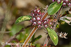 Arznei-Thymian (Thymus pulegioides) (C318613) Arznei-Thymian (Thymus pulegioides) (C318613)