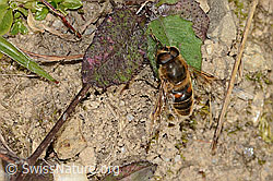 Mistbiene (Eristalis tenax) (C318621) Mistbiene (Eristalis tenax) (C318621)