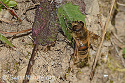 Mistbiene (Eristalis tenax) (C318623) Mistbiene (Eristalis tenax) (C318623)
