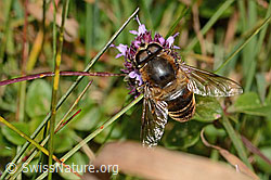Garten-Keilfleckschwebfliege (Eristalis horticola) an Arznei-Thymian (Thymus pulegioides) (C318634) Garten-Keilfleckschwebfliege (Eristalis horticola) an Arznei-Thymian (Thymus pulegioides) (C318634)