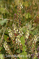 C318636: Salbeiblättriger Gamander (Teucrium scorodonia)