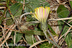 Foto: Langhaariges Habichtskraut (Hieracium pilosella)