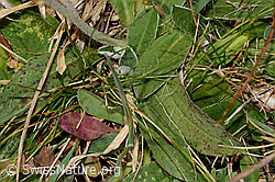 Foto: Langhaariges Habichtskraut (Hieracium pilosella)