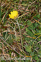 Foto: Langhaariges Habichtskraut (Hieracium pilosella)