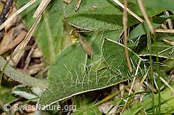 Foto: Langhaariges Habichtskraut (Hieracium pilosella)
