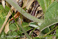 Foto: Langhaariges Habichtskraut (Hieracium pilosella)
