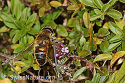Mistbiene (Eristalis tenax) auf Arznei-Thymian (Thymus pulegioides) (C318671) Mistbiene (Eristalis tenax) auf Arznei-Thymian (Thymus pulegioides) (C318671)