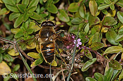 Mistbiene (Eristalis tenax) auf Arznei-Thymian (Thymus pulegioides) (C318672) Mistbiene (Eristalis tenax) auf Arznei-Thymian (Thymus pulegioides) (C318672)