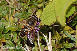 Mistbiene (Eristalis tenax) auf Arznei-Thymian (Thymus pulegioides) (C318674) Mistbiene (Eristalis tenax) auf Arznei-Thymian (Thymus pulegioides) (C318674)