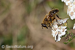Foto: Garten-Keilfleckschwebfliege (Eristalis horticola) auf Gemeiner Schafgarbe (Achillea millefolium)