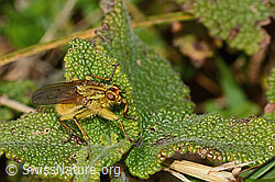 Gelbe Dungfliege (Scathophaga stercoraria) (C318681) Gelbe Dungfliege (Scathophaga stercoraria) (C318681)