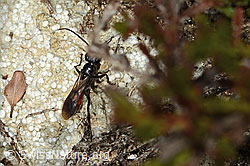 C318712: Anoplius infuscatus (Wegwespe)