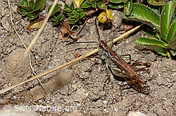 Nachtigall-Grashüpfer (Chorthippus biguttulus) (C318754) Nachtigall-Grashüpfer (Chorthippus biguttulus) (C318754)