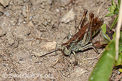 Nachtigall-Grashüpfer (Chorthippus biguttulus) (C318761) Nachtigall-Grashüpfer (Chorthippus biguttulus) (C318761)