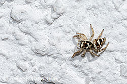 Foto: Zebra-Springspinne (Salticus scenicus)