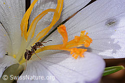 Schwarze Wegameise (Lasius niger) auf Frühlings-Krokus (Crocus albiflorus) (C320339) Schwarze Wegameise (Lasius niger) auf Frühlings-Krokus (Crocus albiflorus) (C320339)