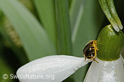 Foto: Gewöhnliche Schmalbiene (Lasioglossum calceatum) auf Schneeglöckchen (Galanthus nivalis)
