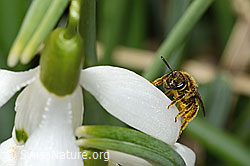 Foto: Gewöhnliche Schmalbiene (Lasioglossum calceatum) auf Schneeglöckchen (Galanthus nivalis)