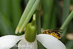 Foto: Gewöhnliche Schmalbiene (Lasioglossum calceatum) auf Schneeglöckchen (Galanthus nivalis)