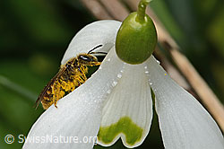 Gewöhnliche Schmalbiene (Lasioglossum calceatum) auf Schneeglöckchen (Galanthus nivalis) (06.03.2025, C320353)