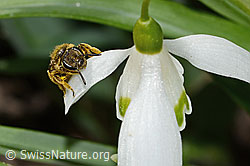 Foto: Gewöhnliche Schmalbiene (Lasioglossum calceatum) auf Schneeglöckchen (Galanthus nivalis)