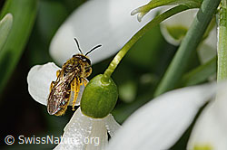 Foto: Gewöhnliche Schmalbiene (Lasioglossum calceatum) auf Schneeglöckchen (Galanthus nivalis)