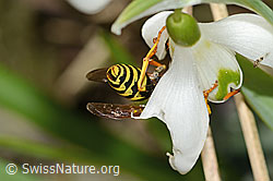 C320361: Französische Feldwespe (Polistes dominula) auf Schneeglöckchen (Galanthus nivalis)