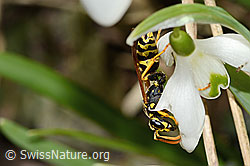 C320362: Französische Feldwespe (Polistes dominula) auf Schneeglöckchen (Galanthus nivalis)