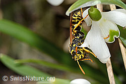 C320363: Französische Feldwespe (Polistes dominula) auf Schneeglöckchen (Galanthus nivalis)