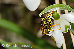 C320364: Französische Feldwespe (Polistes dominula) auf Schneeglöckchen (Galanthus nivalis)