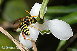 C320373: Französische Feldwespe (Polistes dominula) auf Schneeglöckchen (Galanthus nivalis)