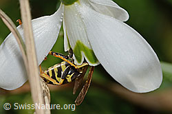 C320374: Französische Feldwespe (Polistes dominula) auf Schneeglöckchen (Galanthus nivalis)