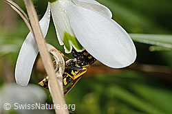 C320378: Französische Feldwespe (Polistes dominula) auf Schneeglöckchen (Galanthus nivalis)